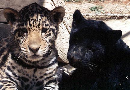 Two Cute Cubs
