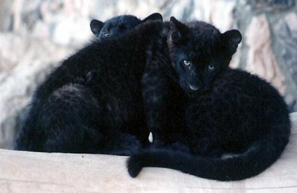 BLACK Cubs